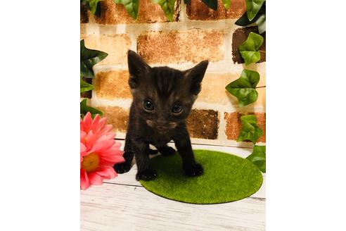 成約済の大阪府のアメリカンショートヘア-6712の2枚目